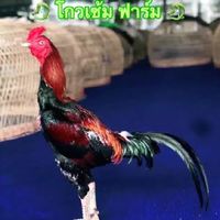 ปรกฟ้าฟาร์ม​