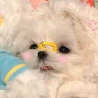 ˖ ࣪ ִֶָ โรงแรมมัฟฟิน 🔮🎠 ✿