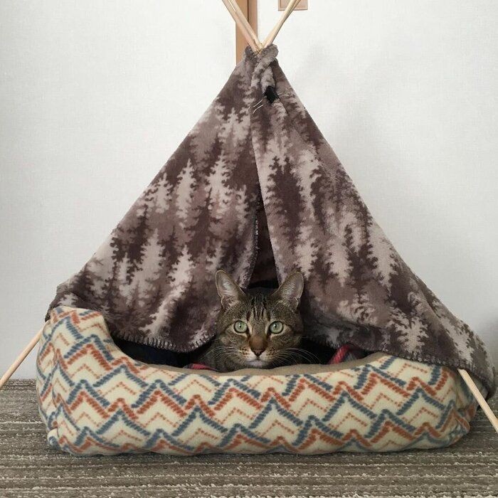 愛猫もきっと気に入る 簡単に作れる 猫テント ねこのきもちnews