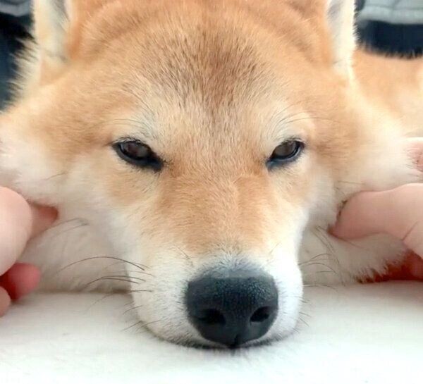 もっと撫でてほしい柴犬 悶絶級の可愛い行動を見せた いぬのきもちnews