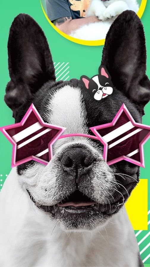 French Bulldogs Meeting !!