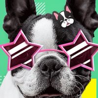 French Bulldogs Meeting !!