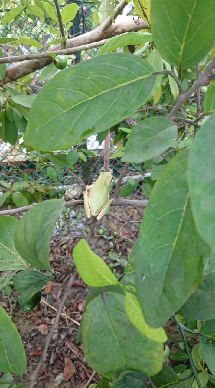 新鮮水果 珍珠芭樂 芒果青