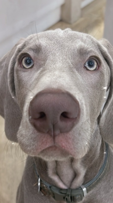 威瑪獵犬｜台灣威瑪獵犬交流