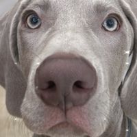 威瑪獵犬｜台灣威瑪獵犬交流