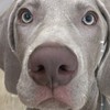 威瑪獵犬｜台灣威瑪獵犬交流