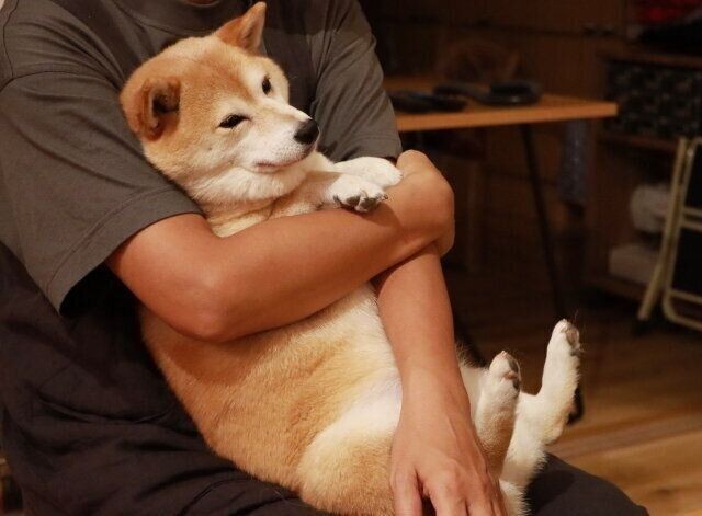 追いかけられる秋田犬 切ない表情がたまらない いぬのきもちnews