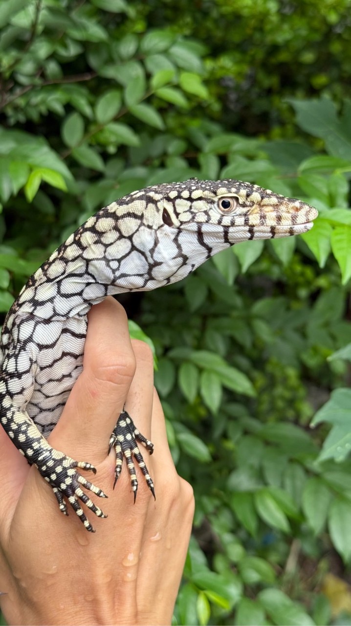 Rarely Reptiles(เฉพาะสัตว์เลื้อยคลาน)