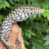 Rarely Reptiles(เฉพาะสัตว์เลื้อยคลาน)