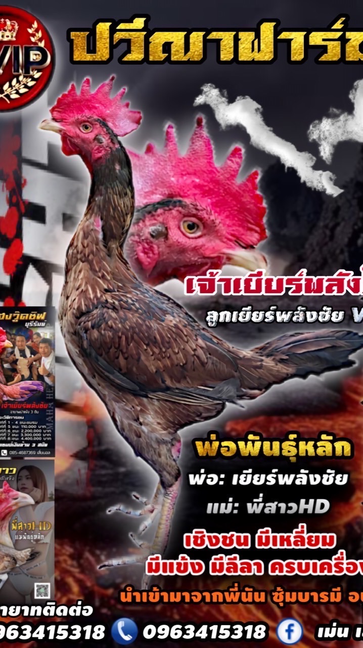 ปวีณาฟาร์ม บุรีรัมย์🐓🎉