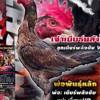 ปวีณาฟาร์ม บุรีรัมย์🐓🎉