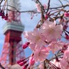 🇯🇵Choulin日本直播社群