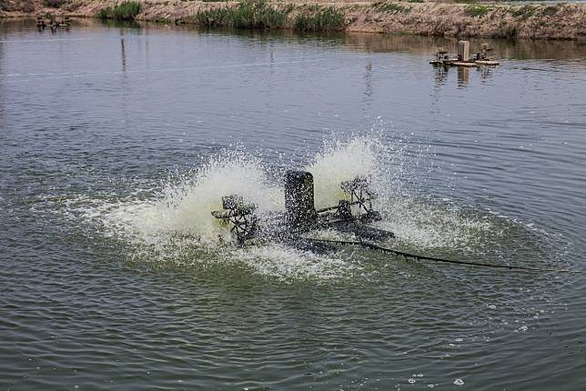 ▲謝大哥養殖的初衷就是為了自己也愛吃（圖/奧丁丁市集）