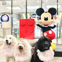 もふもふfamily7🐶🐾7