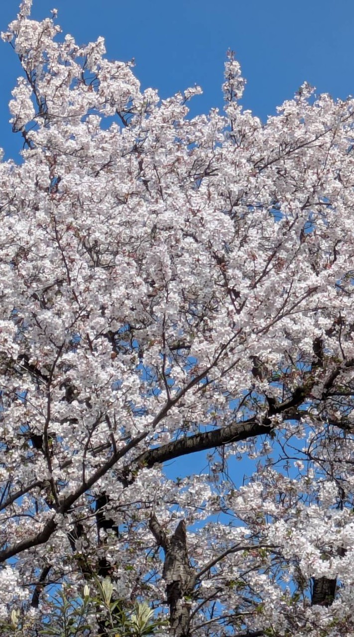 🌹人には言えないお悩み相談🌹