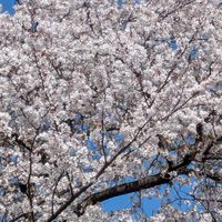 🌹人には言えないお悩み相談🌹