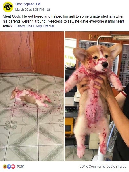 やらかしちゃった飼い犬たち イタズラして全身緑色 祖母の入れ歯を口にスポッ 動画あり