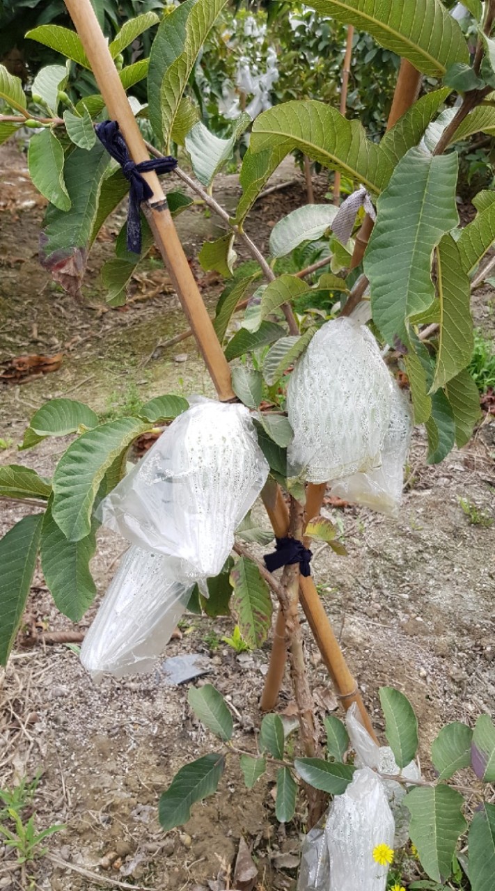 芭樂姊一家人