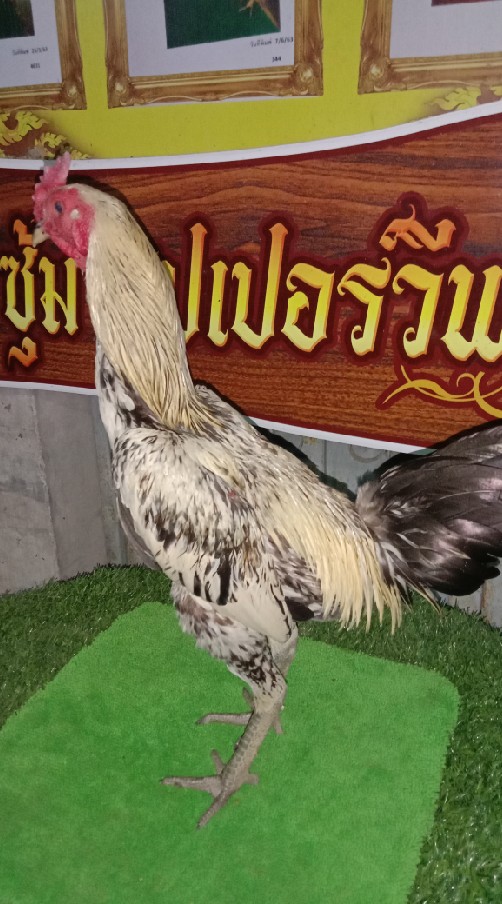 ซุ้มไก่ชนซุปเปอร์วีฟาร์ม