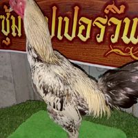 ซุ้มไก่ชนซุปเปอร์วีฟาร์ม