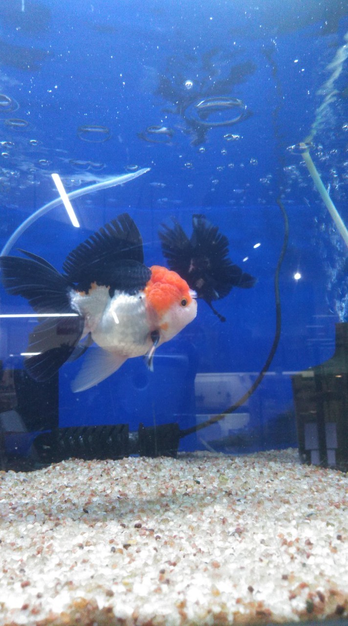 昭和歌謡同好会