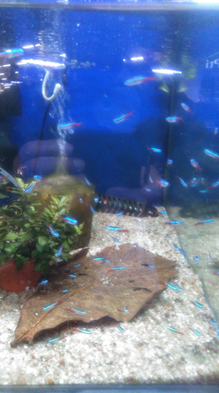 昭和歌謡同好会