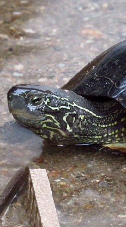 クサガメ研究所 ・ 両生類 爬虫類のオープンチャット