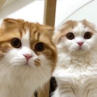 ガブラテの秘密基地