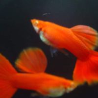 孔雀魚蓮荷國(竹 苗區)