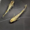 メダカ相談✨️メダカの相談やメダカの見せ合い、情報交換など色々しましょう