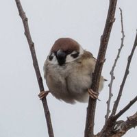 オタクたち