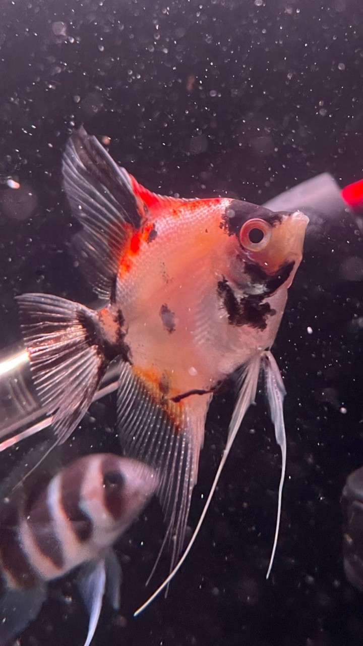 把家裡變成水族館這件事（水族交流群