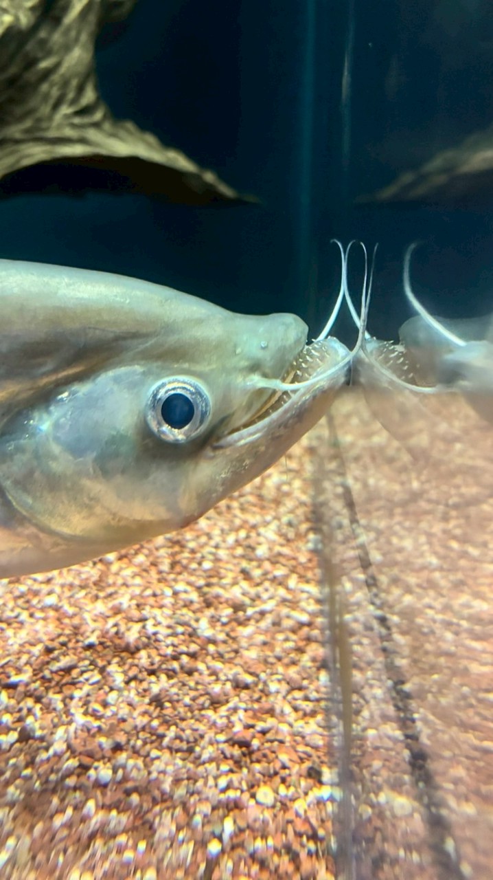 モンハンワイルズ部