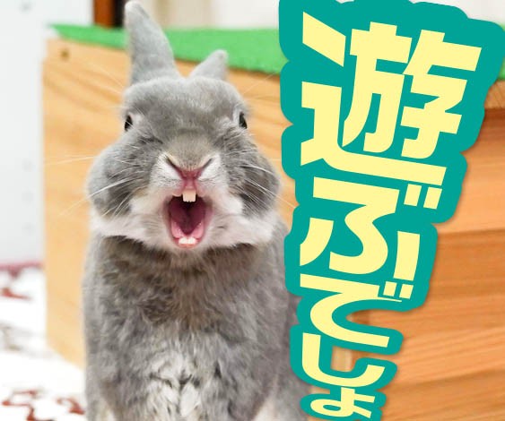 うさぎはヒトと一緒に遊べる あまり知られていないうさぎの戯れ方 ふうたの飼い主