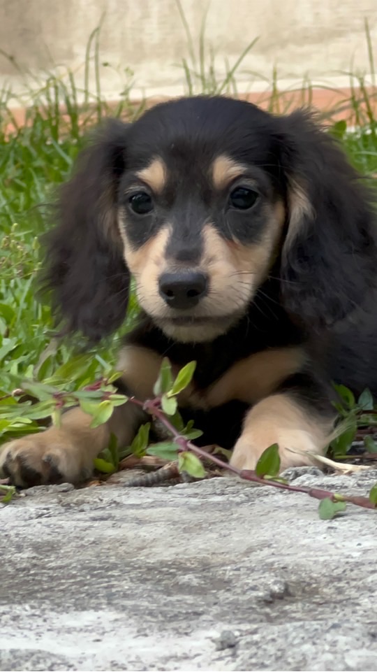 川浩犬舍（培育小型犬＆玩具貴賓＆長毛臘腸）