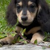 川浩犬舍（培育小型犬＆玩具貴賓＆長毛臘腸）