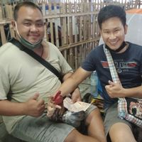ไก่ชน ซุ้มเพชรภูธ พะเยา