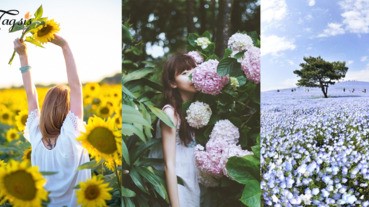 【賞花懶人包】2018日本粉蝶花、繡球花、向日葵花期預測出爐！