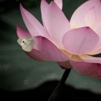 婷幼燕萍晴斐孔雀寶玉群組