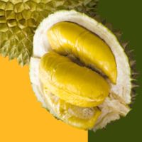 FC Durian เอฟซีทุเรียน เกรดพรีเมี่ยม