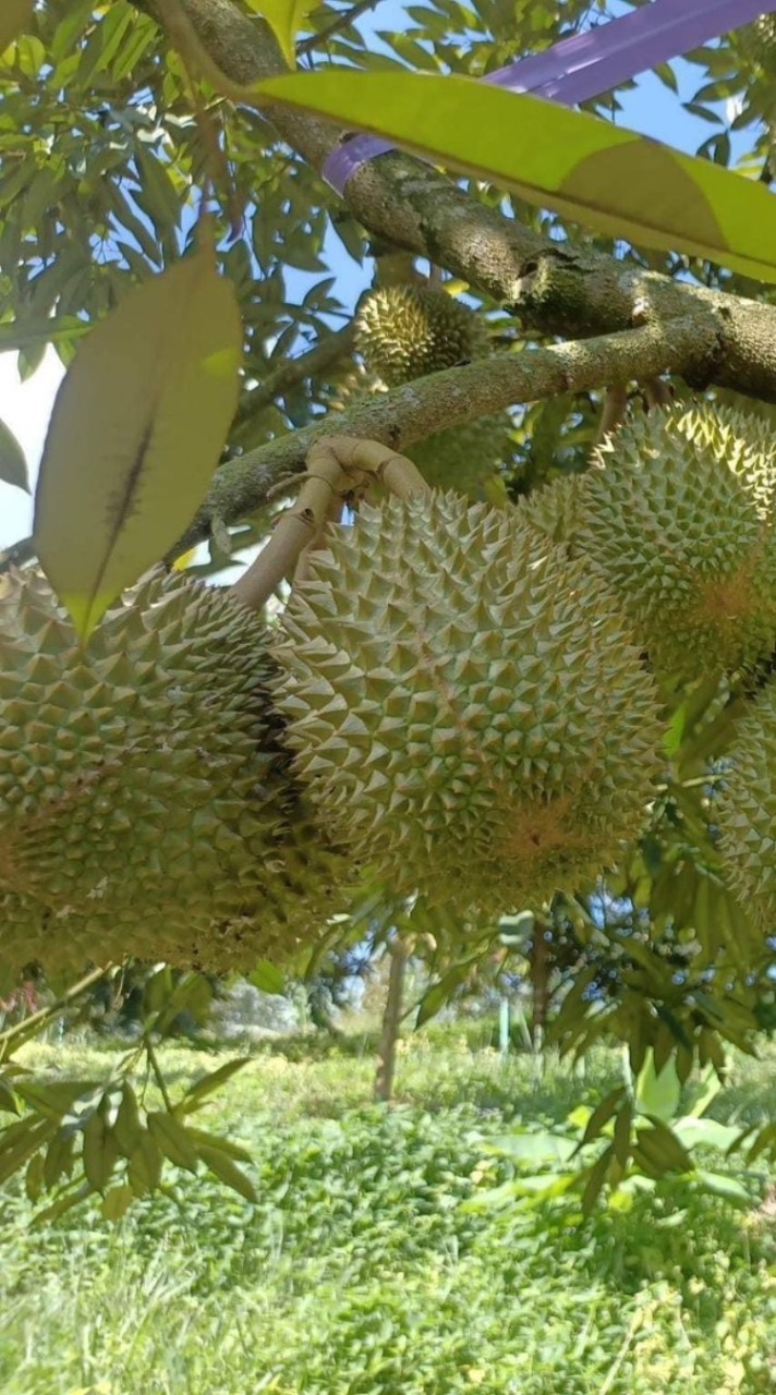 โค้ชหนุ่ม​ ทุเรียนไืทย