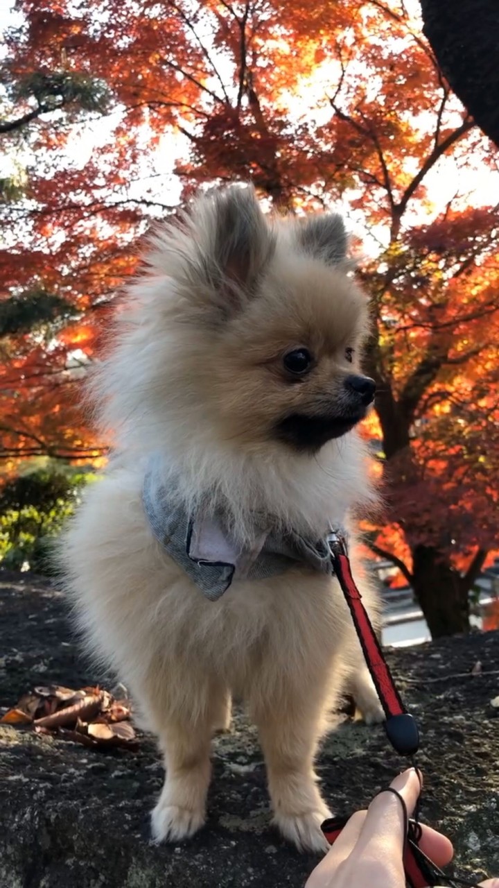 東京、千葉、埼玉、神奈川の落ち着いて探したい方の賃貸不動産#審査不安な方#納得の行く物件を探したい方