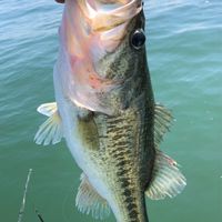 釣り好き集まれ！