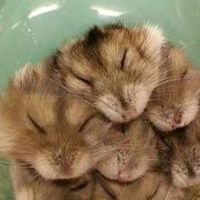 宴会用りすの家