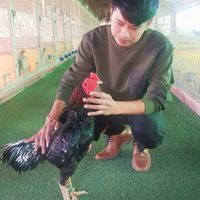 กัปตันฟาร์ม ไก่ชน อุดรฯ