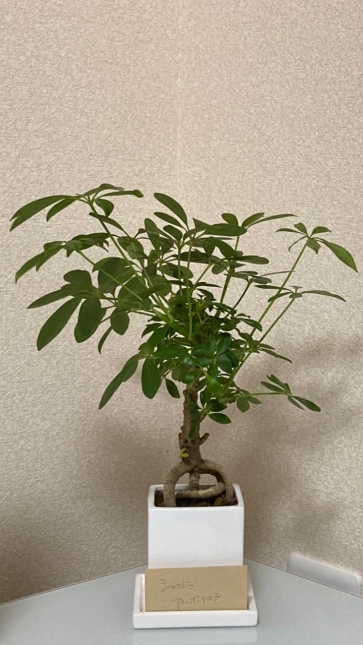 植物を育て隊🪴