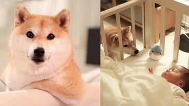 日本「犬」類寫真銷售冠軍！超神柴犬長得可愛擁有高人氣，還能兼職保母 10 秒搞定哭鬧的寶寶！