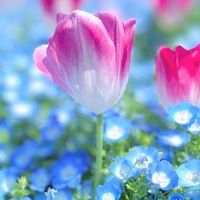 新潟 下越 40代～のランチ ディナー お茶 遊び🕊️