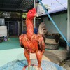 ซุ้ม.บอยนาโก