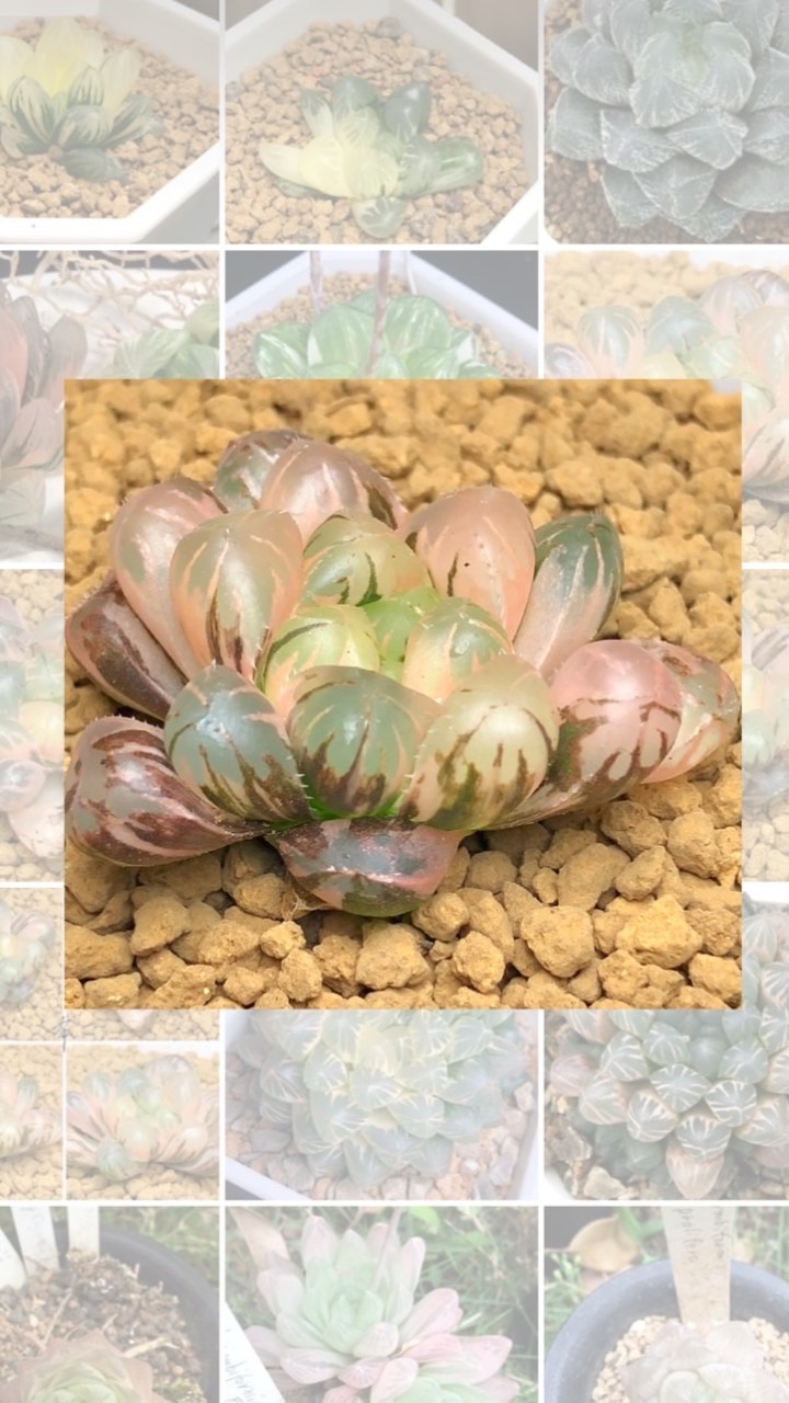 哈嚕 🌱 Haworthia 🇹🇼